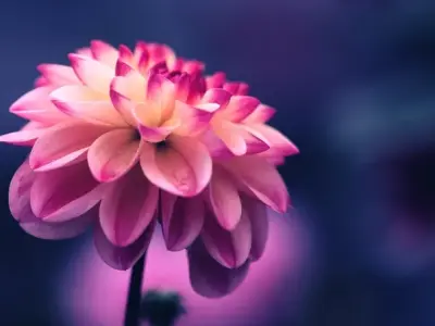 Tổng hợp 50 ảnh background hoa tuyệt đẹp chất lượng cao