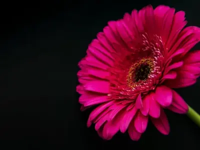 Tổng hợp 50 ảnh background hoa đồng tiền đẹp chất lượng cao