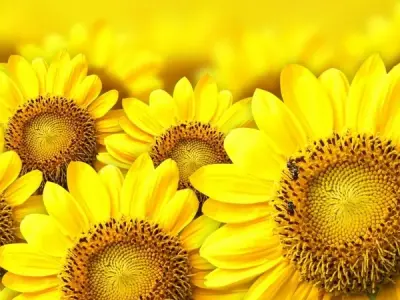 Xem ngay 60 ảnh background hoa hướng dương tuyệt đẹp nhất