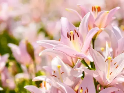 Tổng hợp 99+ ảnh background hoa ly đẹp chất lượng cao