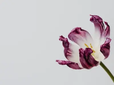 Tổng hợp 50 ảnh background hoa minimal đẹp chất lượng cao