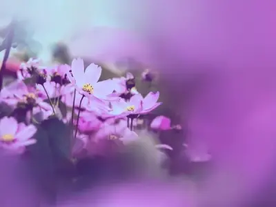 Tổng hợp 50 ảnh background hoa nền mờ đẹp tinh tế nhất