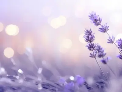 Tổng hợp 50 ảnh background hoa oải hương đẹp mê hồn