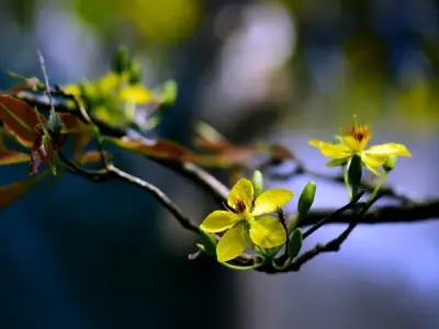 Tổng hợp 50+ ảnh background hoa Tết đẹp nhất năm nay