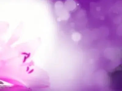 Bộ 40 ảnh background hoa tím chất lượng cao, tải miễn phí