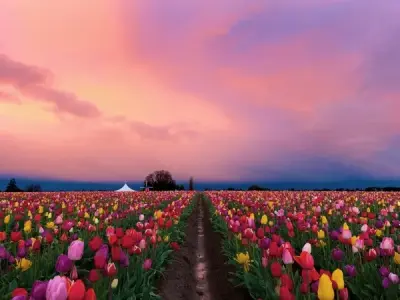 Tổng hợp 50 ảnh background hoa tulip đẹp nhất 2025