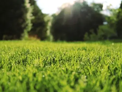 100+ ảnh background sân cỏ chất lượng cao không thể bỏ lỡ