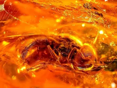 Tổng hợp 30+ ảnh background amber haze đẹp nhẹ nhàng nhất