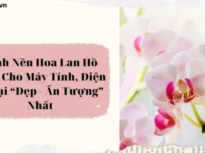Bộ sưu tập 15 hình nền hoa lan trắng đẹp thuần khiết cho điện thoại