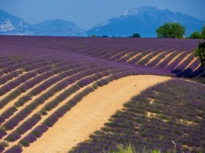 Bộ sưu tập 15 hình nền hoa oải hương đẹp nhất chất lượng 4K