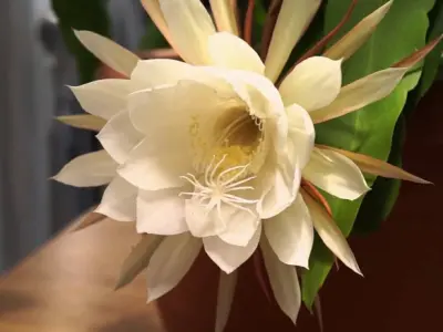 Bộ sưu tập 15 hình nền hoa quỳnh đẹp ngây ngất chất lượng cao