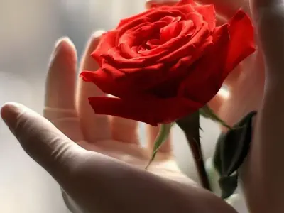 Bộ sưu tập 20+ hình nền điện thoại hoa hồng đỏ cực đẹp 2026