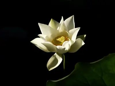 Bộ sưu tập 25 hình nền hoa sen trắng đẹp thanh tao cho máy tính