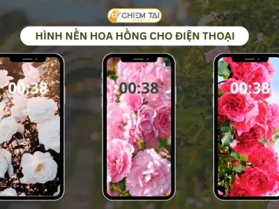 Bộ sưu tập ảnh hoa hồng làm hình nền điện thoại siêu đẹp