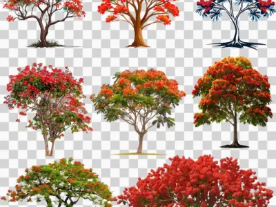 Bộ sưu tập background hoa phượng đẹp rực rỡ đón mùa hè