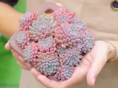 Bộ sưu tập background sen đá tuyệt đẹp chất lượng sắc nét