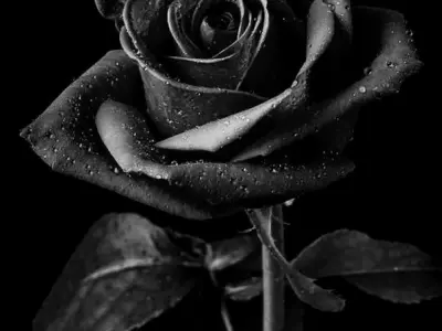 Bộ sưu tập hình nền bông hồng đen đẹp huyền bí cực chất