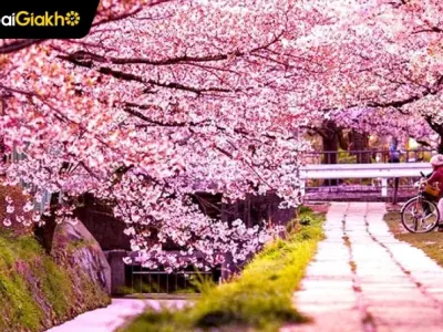 Bộ sưu tập hình nền hoa anh đào full hd tuyệt đẹp