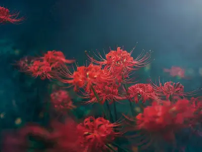 Bộ sưu tập hình nền hoa bỉ ngạn 4k tuyệt đẹp và ma mị