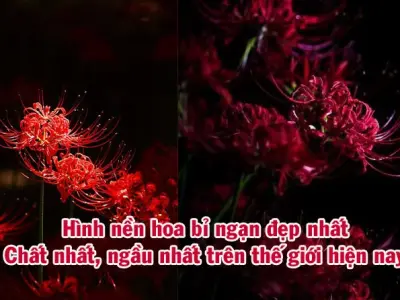 Bộ sưu tập hình nền hoa bỉ ngạn cho điện thoại siêu sắc nét