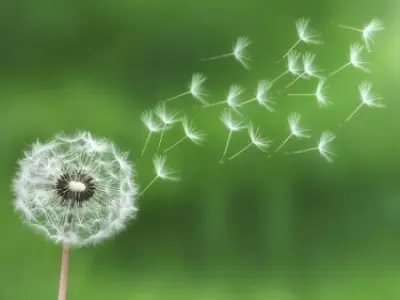 Bộ sưu tập hình nền hoa bồ công anh tím tuyệt đẹp lung linh