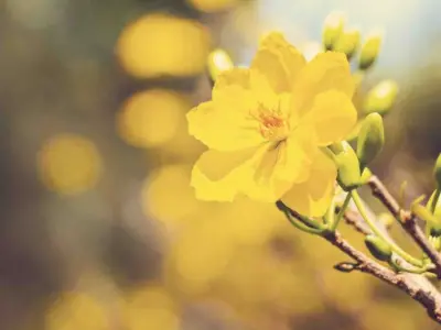 Bộ sưu tập hình nền hoa cỏ mùa xuân tuyệt đẹp nhất 2026