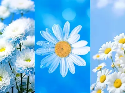 Bộ sưu tập hình nền hoa cúc 4k tuyệt đẹp siêu sắc nét