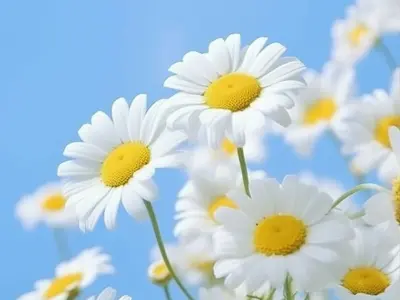 Bộ sưu tập hình nền hoa cúc cute dễ thương nhất cho điện thoại và máy tính