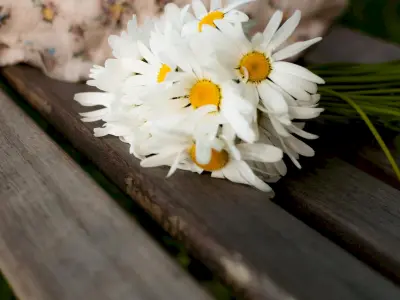 Bộ sưu tập hình nền hoa cuc tuyệt đẹp chất lượng 4K cho điện thoại và máy tính