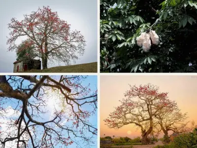 Bộ sưu tập hình nền hoa gạo rực rỡ mang nét đẹp làng quê mộc mạc