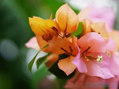 Bộ sưu tập hình nền hoa giấy đẹp rực rỡ sắc màu trang trí cực chất