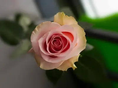 Bộ sưu tập hình nền hoa hồng trắng cực đẹp chuẩn nét