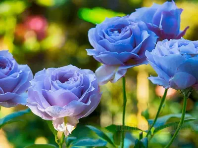 Bộ sưu tập hình nền hoa hồng xanh đẹp cho điện thoại