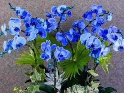 Bộ sưu tập hình nền hoa lan hồ điệp tuyệt đẹp sang trọng