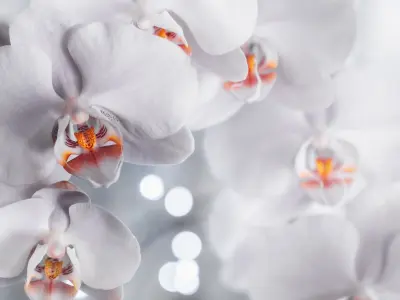 Bộ sưu tập hình nền hoa lan phi điệp tuyệt đẹp chất lượng cao