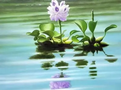 Bộ sưu tập hình nền hoa lục bình tuyệt đẹp và thanh bình