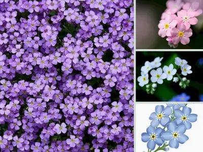 Bộ sưu tập hình nền hoa lưu ly đẹp nhất dành cho bạn