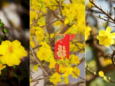 Bộ sưu tập hình nền hoa mai đẹp cho điện thoại rực rỡ đón xuân