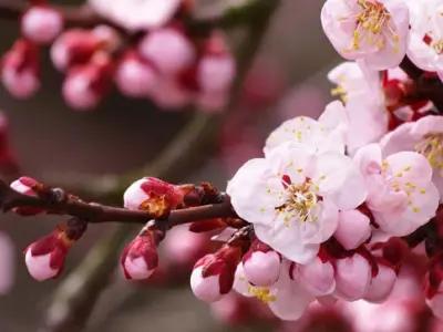 Bộ sưu tập hình nền hoa mai hoa đào cực đẹp đón xuân 2026