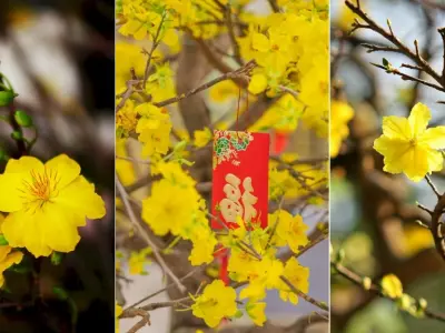 Bộ sưu tập hình nền hoa mai ngày tết rực rỡ đón xuân sang