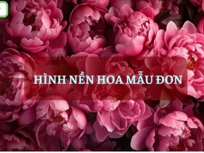 Bộ sưu tập hình nền hoa mẫu đơn đẹp cho điện thoại siêu sắc nét