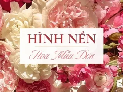 Bộ sưu tập hình nền hoa mẫu đơn hồng cho điện thoại đẹp 2026