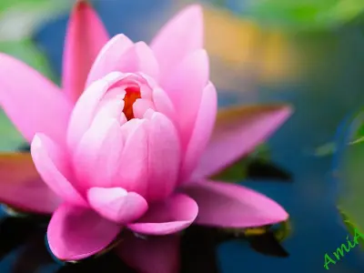 Bộ sưu tập hình nền hoa sen hồng đẹp sắc nét