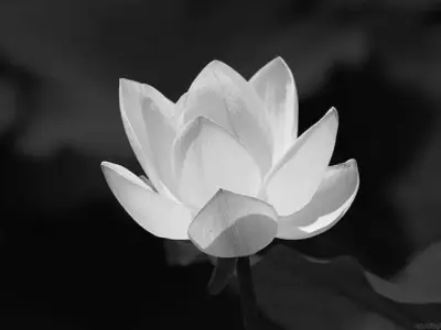 Bộ sưu tập hình nền hoa sen trắng đám tang trang trọng ý nghĩa