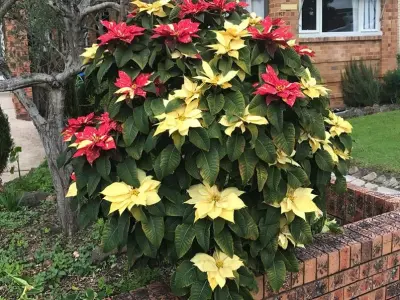 Bộ sưu tập hình nền hoa trạng nguyên đẹp rực rỡ và ý nghĩa