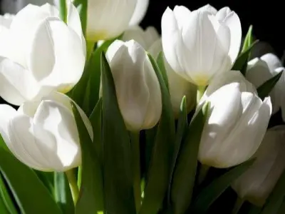 Bộ sưu tập hình nền hoa tulip cute dễ thương cho điện thoại và máy tính