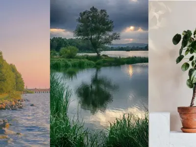 Bộ sưu tập hình nền rừng cây đẹp xanh mướt cho điện thoại và máy tính