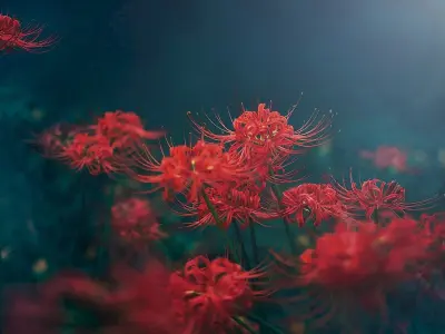 Bộ sưu tập hoa bỉ ngạn làm hình nền siêu đẹp chất lượng 4K