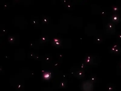 Tổng hợp 99 background hoa anh đào rơi đẹp tinh tế