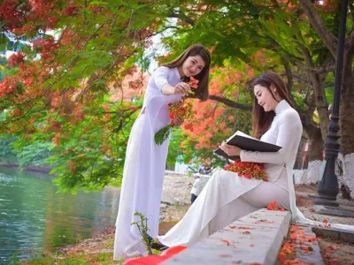 Tổng hợp 99 hình nền hoa phượng đẹp đỏ rực rỡ đón mùa hè